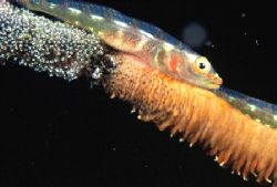 "Whip Goby"
Taken on 2 mile reef in Sodwana Bay,South Af... by Brian Welman 